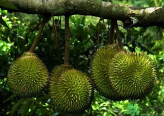 金枕頭榴蓮和普通榴蓮有什么區(qū)別？金枕頭榴蓮怎么挑？