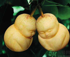 娃娃梨是怎么種出來(lái)的？娃娃梨為什么外形像娃娃？