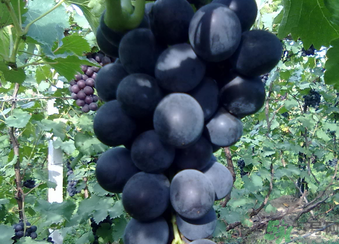 孕婦可以吃巨峰葡萄嗎？孕婦吃葡萄好嗎？