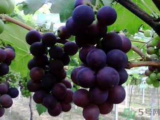 孕婦可以吃巨峰葡萄嗎？孕婦吃葡萄好嗎？