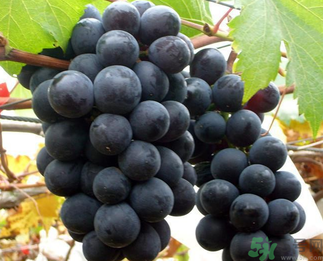 巨峰葡萄皮可以吃嗎？巨峰葡萄的好處及禁忌