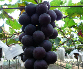 巨峰葡萄皮可以吃嗎？巨峰葡萄的好處及禁忌