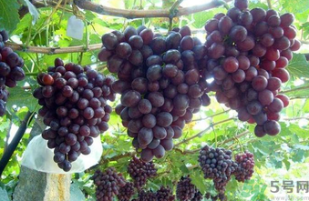 巨峰葡萄皮可以吃嗎？巨峰葡萄的好處及禁忌