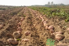 白薯不能和什么一起吃？香蕉和白薯能一起吃嗎？