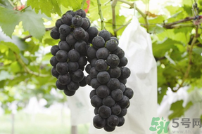 夏黑葡萄孕婦能吃嗎？孕婦吃夏黑葡萄的好處及禁忌