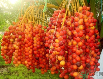 椰棗怎么吃？椰棗的功效與作用