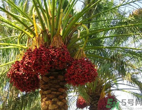 椰棗怎么吃？椰棗的功效與作用