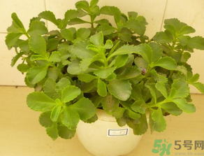 救心菜怎么吃？救心菜的吃法