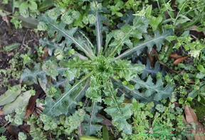 救心菜怎么吃？救心菜的吃法