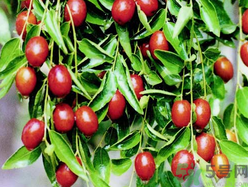 孕婦能吃金絲棗嗎？金絲棗的功效作用