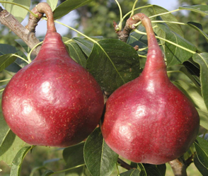 啤梨的功效與作用 啤梨的營養(yǎng)價(jià)值及食用方法