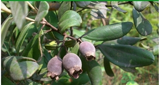 桃金娘有什么功效 桃金娘泡酒有什么功效 桃金娘有什么功效 桃金娘泡酒有什么功效