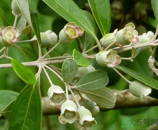 桃金娘有什么功效 桃金娘泡酒有什么功效 桃金娘有什么功效 桃金娘泡酒有什么功效