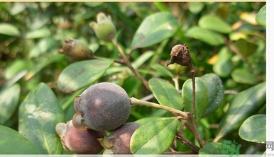 桃金娘有什么功效 桃金娘泡酒有什么功效 桃金娘有什么功效 桃金娘泡酒有什么功效