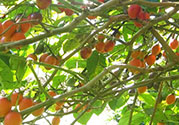 樹番茄怎么吃？樹番茄的功效作用