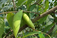 五倍子能治早泄嗎？五倍子的副作用有哪些？