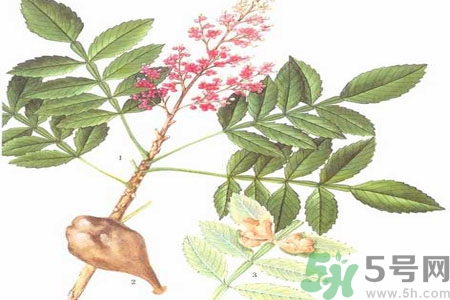 五倍子能治早泄嗎？五倍子的副作用有哪些？