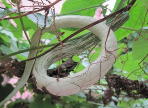 蛇瓜怎么做好吃？蛇瓜的做法大全