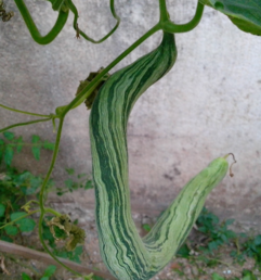 蛇瓜怎么做好吃？蛇瓜的做法大全