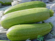 西葫蘆的營(yíng)養(yǎng)價(jià)值 西葫蘆的功效與作用