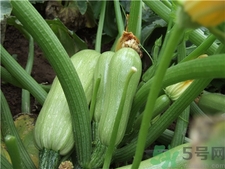 西葫蘆的籽能吃嗎?西葫蘆的籽要挖掉嗎? 西葫蘆的籽能吃嗎?西葫蘆的籽要挖掉嗎?