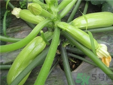 西葫蘆的籽能吃嗎?西葫蘆的籽要挖掉嗎? 西葫蘆的籽能吃嗎?西葫蘆的籽要挖掉嗎?