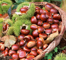 生板栗孕婦可以吃嗎？孕婦吃生板栗有什么好處