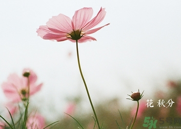 秋分吃什么？秋分吃什么水果？