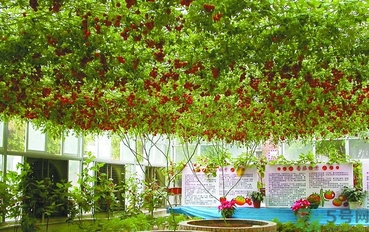 樹(shù)番茄怎么吃？樹(shù)番茄的功效作用