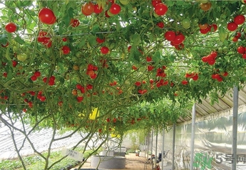 樹(shù)番茄怎么吃？樹(shù)番茄的功效作用