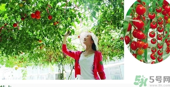 樹(shù)番茄怎么吃？樹(shù)番茄的功效作用