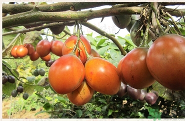 樹(shù)番茄怎么吃？樹(shù)番茄的功效作用
