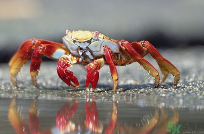 秋天吃海鮮好嗎？秋天吃什么海鮮好？