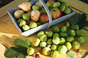 蘋果和梨子可以一起榨汁嗎？蘋果和梨子可以一起吃嗎？