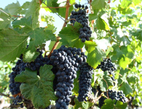 黑加侖皮能吃嗎？黑加侖皮的功效