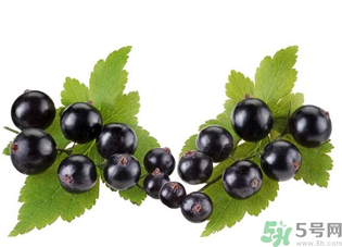 孕婦能吃黑加侖嗎？孕婦吃黑加侖好嗎？