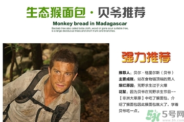 面包果怎么吃？面包果的功效