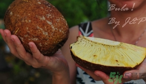 面包果怎么吃？面包果的功效