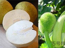 面包果怎么吃？面包果的功效