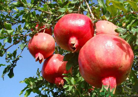 九月份吃什么水果？九月份吃什么水果好？