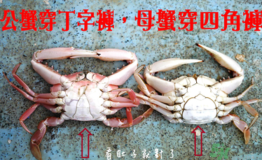 九月份吃公蟹還是母蟹？公蟹和母蟹哪個更好吃？