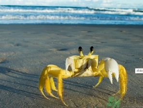 螃蟹可以帶上飛機(jī)嗎？螃蟹可以托運(yùn)嗎？