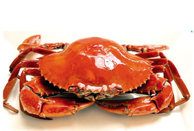 螃蟹什么季節(jié)最好吃？螃蟹幾月份吃最好？