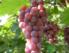 紫葡萄和綠葡萄哪個好?紫葡萄和青葡萄的區(qū)別