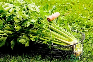 芹菜汁能去斑嗎？芹菜汁可以做面膜嗎？