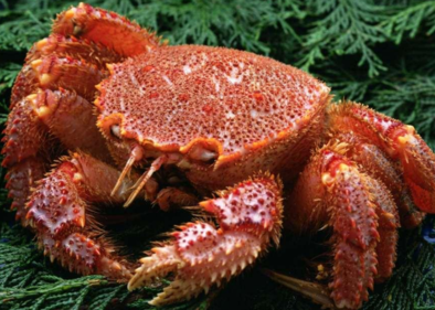 大閘蟹什么時(shí)候吃最好？吃大閘蟹的最佳時(shí)間