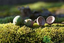 銀杏樹(shù)果子能吃嗎?銀杏樹(shù)果子怎么吃