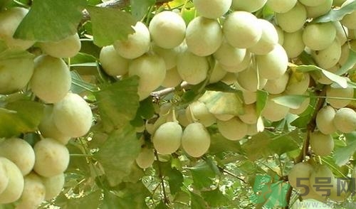 銀杏樹(shù)果子能吃嗎?銀杏樹(shù)果子怎么吃
