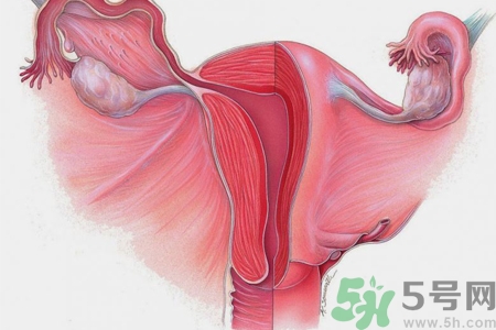 ?子宮移位怎么治療？子宮移位能懷孕嗎？