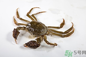 螃蟹怎么保存才新鮮？活螃蟹怎么保存過夜？